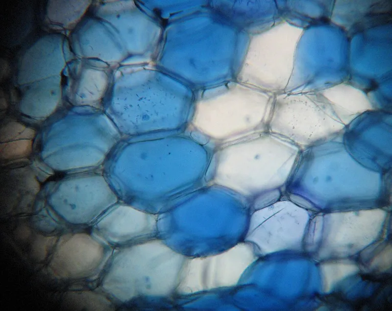 Dissection Day and Double Standards: How Schools Manage Formaldehyde Differently in the Lab Versus the Classroom